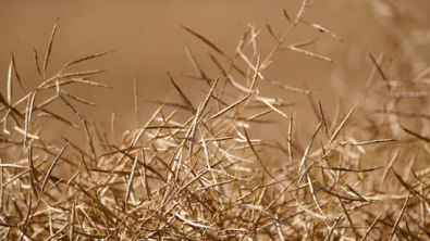 China's Dec Imports of Canadian Rapeseed Decline amid Trade Probe