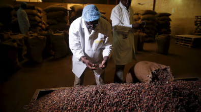 Nigerian Cocoa Processor Johnvents Receives Investment from Britain to Expand