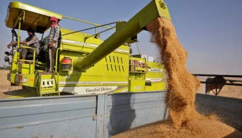 Indian Flour Mills Struggle as Wheat Prices Surge to Record High