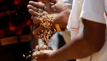 India Raises Wheat Purchase Price by 6.6% to Boost Output